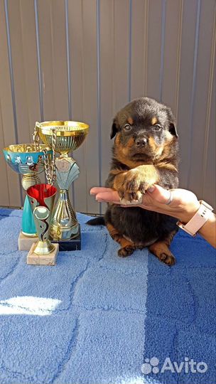 Щенки ротвейлера