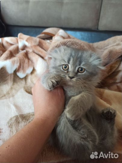Котята