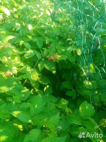 Ремонтантная малина