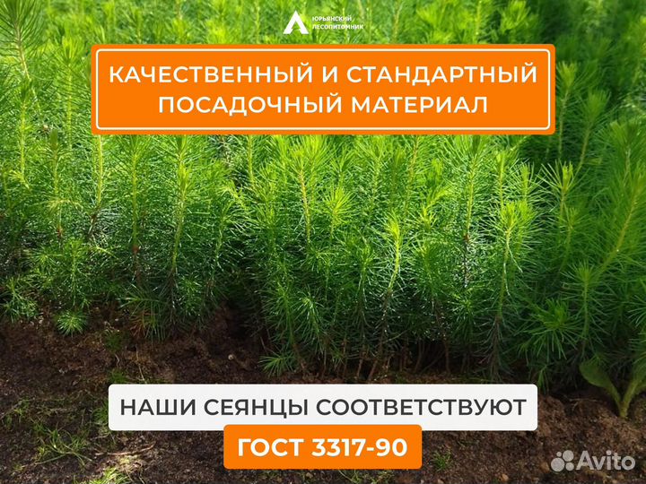 Сеянцы сосны и ели опт