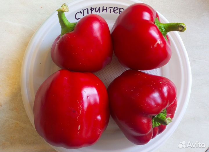 Семена перца