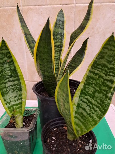 Сансевиерия футура суперба, ханни