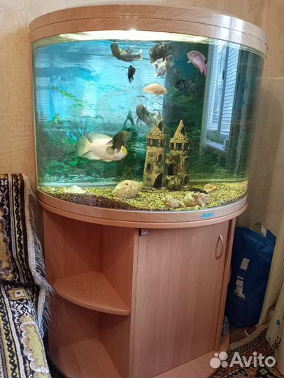 Аквариум