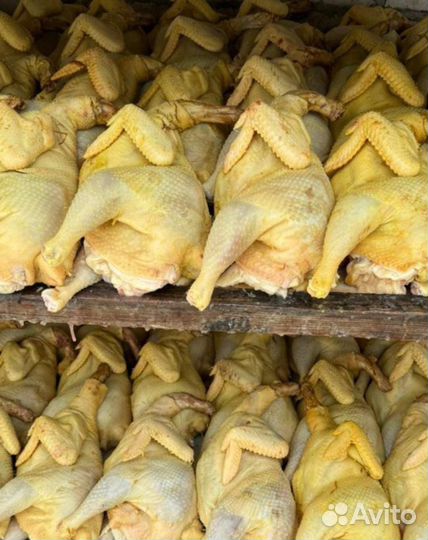 Куры домашние