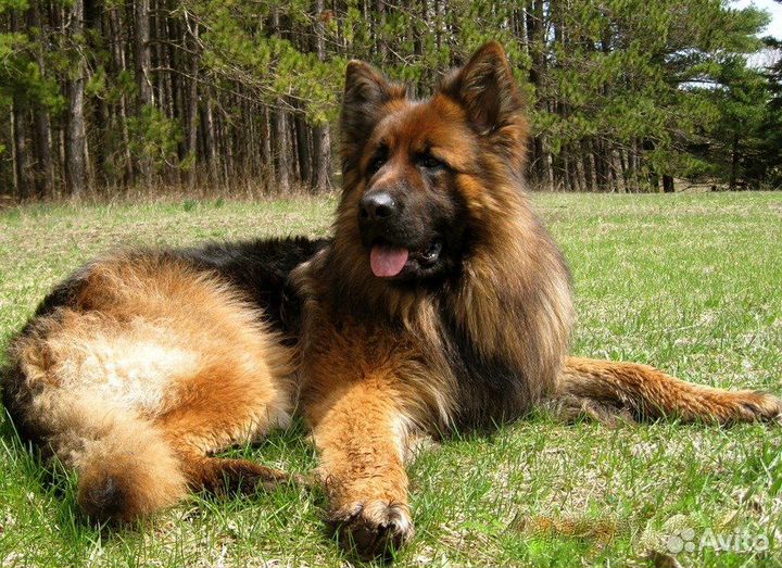 Щенки длинношерстных толстолапых немецких овчарок