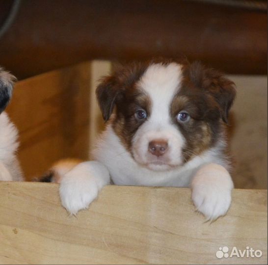 Щенки австралийской овчарки