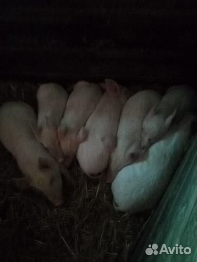 Поросята