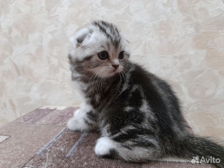 Шотландская вислоухая
