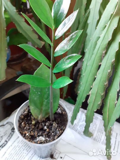 Листочки с отростками цветка Замиокулькас