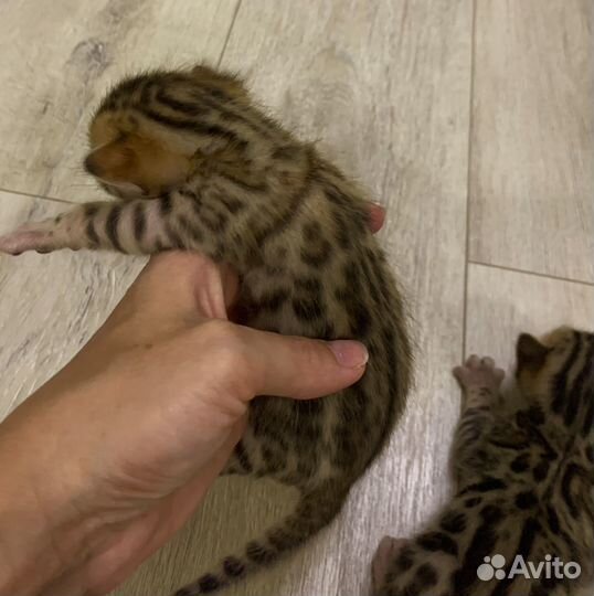Бенгальские котята