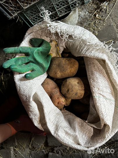 Картофель крупный