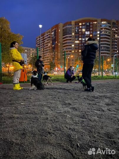 Кинолог, дрессировка, набор в группу