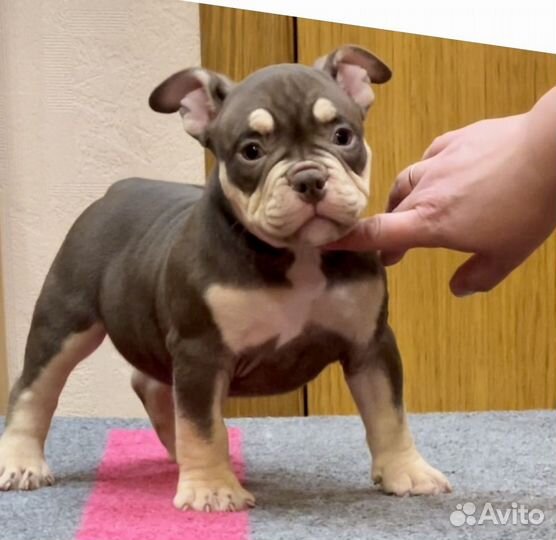 Шикарная шоколадная булли