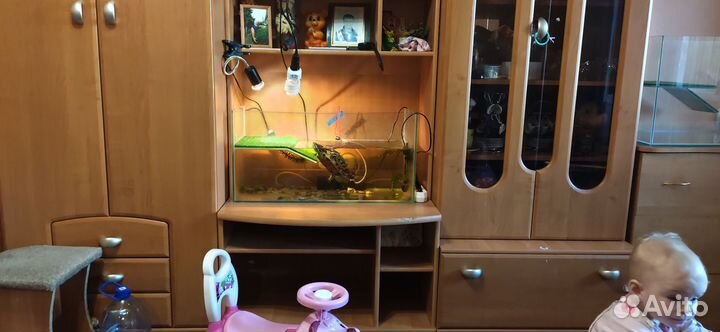 Аквариум черепашник
