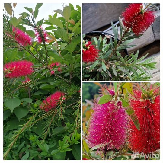 Каллистемон