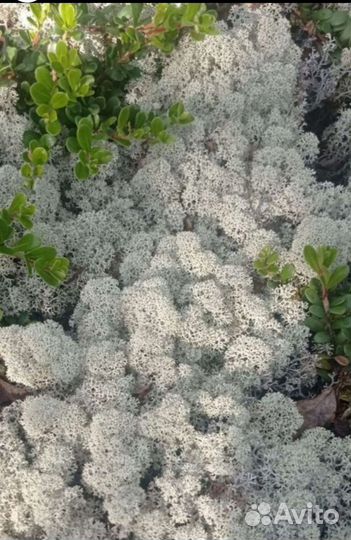 Мох ягель живой, для стабилизации