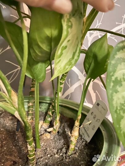 Аглаонема Мария отростки