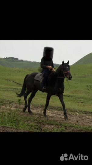 Жеребец иноходец