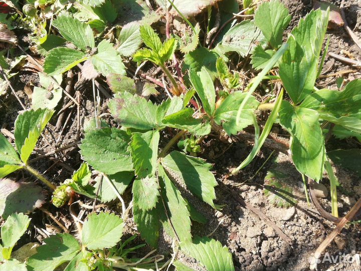 Рассада клубники