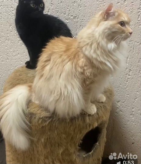 Возьмите котика из приюта