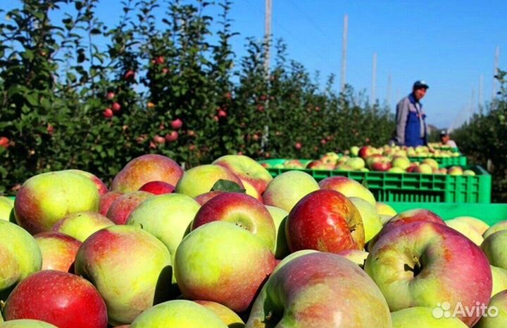 Требуется Сборщик