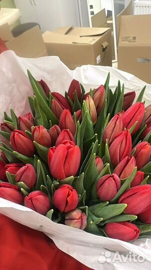Продам тюльпаны