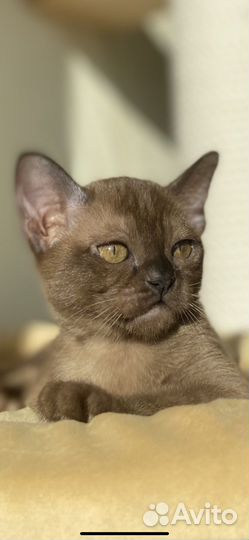 Бурма европейская