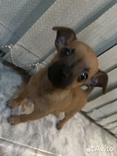Щенки чихуахуа мини мальчик