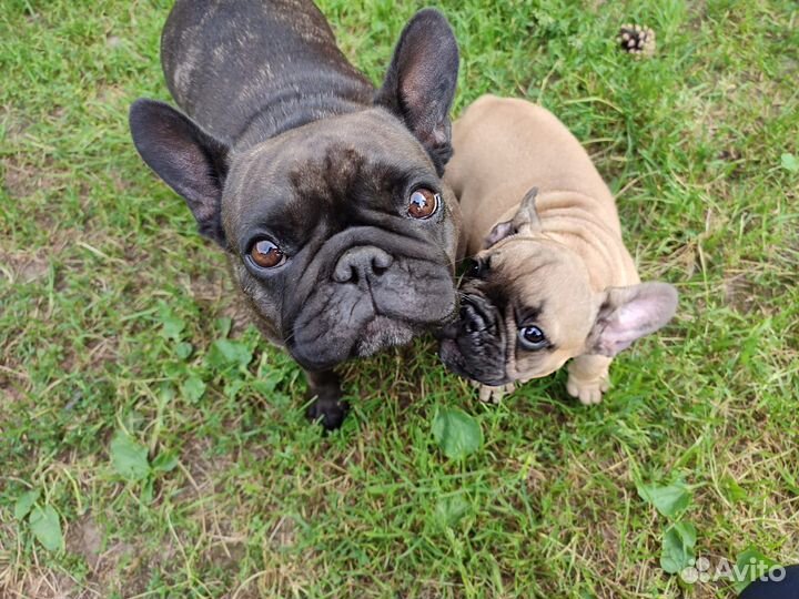 Щенок французского бульдога