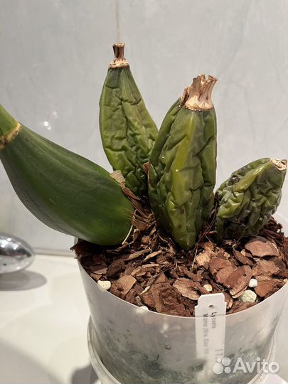 Орхидея ликаста