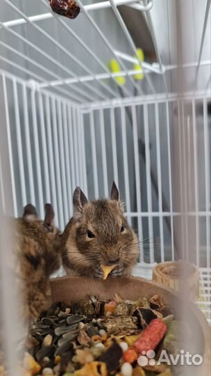 Чилийская белка дегу