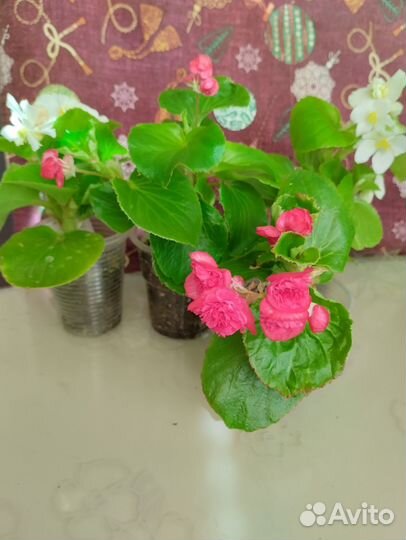 Бегония красная махровая 2