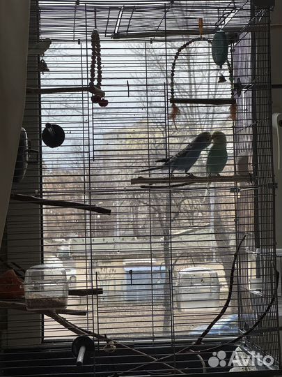Волнистые попугаи с клеткой