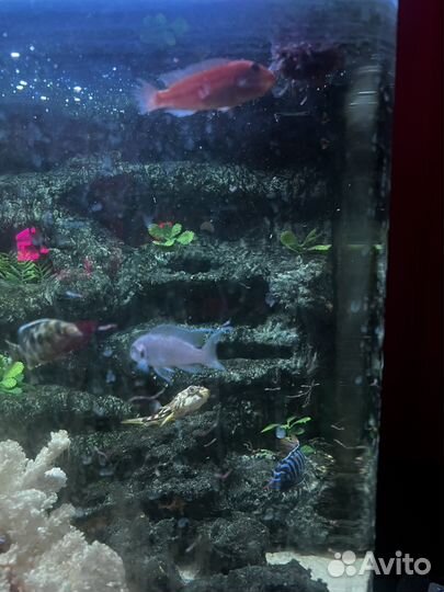 Рыбки цихлиды