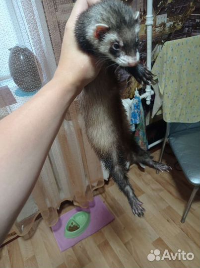 Хорек с клеткой