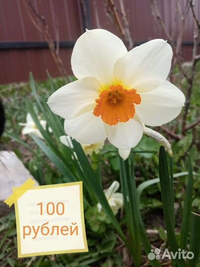 Подснежник. Мускари. Нарциссы