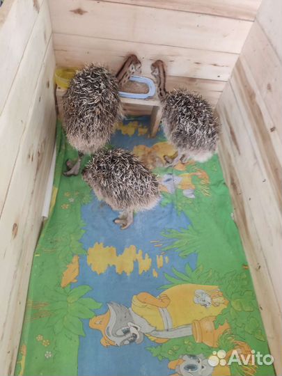 Продам страусят