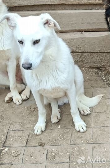 Белые щеночки подростки в поисках дома