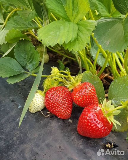 Действующий Бизнес/Питомник/База/Теплица/Земля