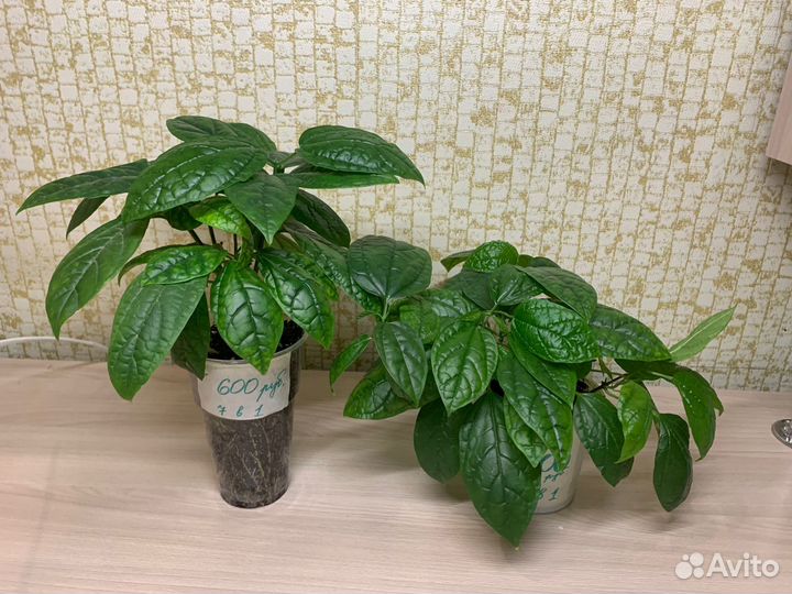 Клеродендрум томпсона