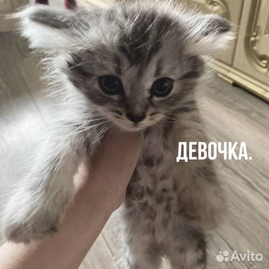 Котята в добрые руки, бесплатно