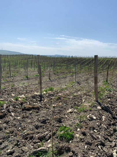 Участок 10 га (СНТ, ДНП)