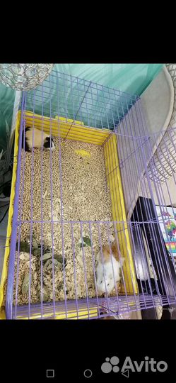 Клетка вольер