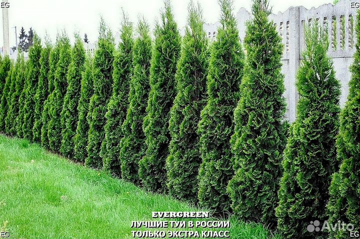 Туи с доставкой