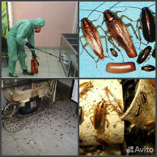 Уничтожение клещей кротов клопов тараканов мышей