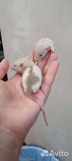 Крысята крысы дамбо