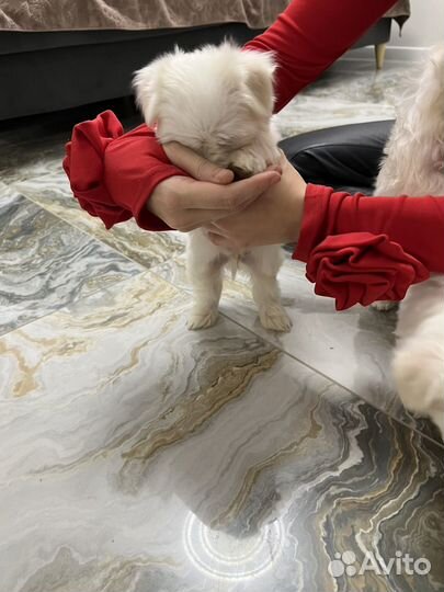 Мальчишки мальтишки