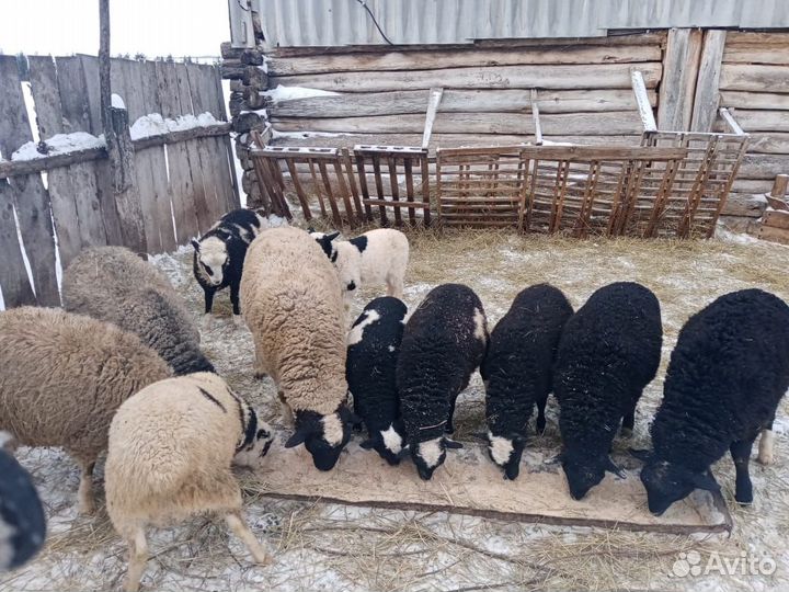 Дорпер кросс