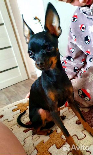 Русский той-терьер mini