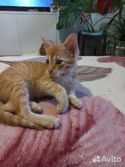 Котёнок девочка